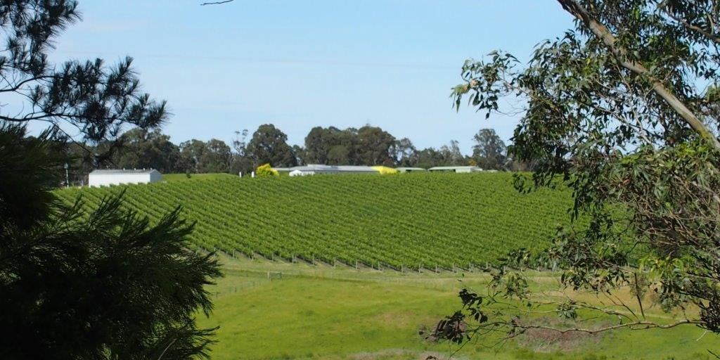 156046372 - Gippland vineayard.jpg